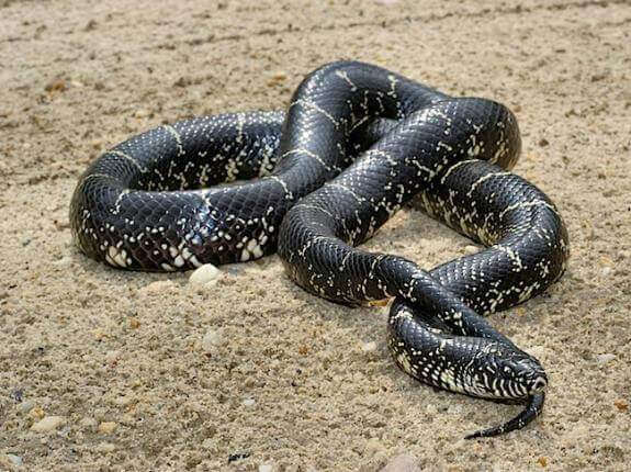 At the end of the battle of death, the poisonous tiger was swallowed by the king's snake Picture 1