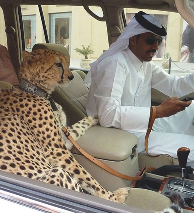 Be overwhelmed by the most luxurious things only available in Dubai Picture 8