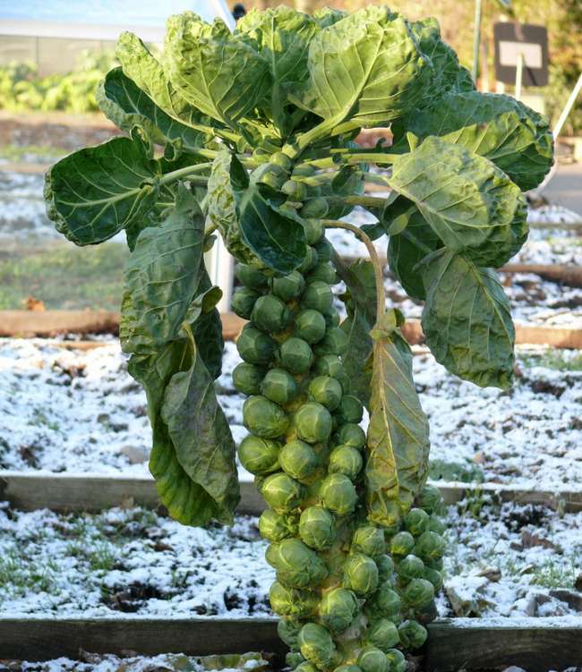 Beams of photos about the natural habitat of foods around us Picture 24