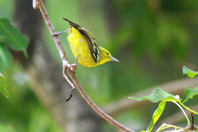 Beat losing, poisonous snakes rolled to death to deceive birds Picture 2