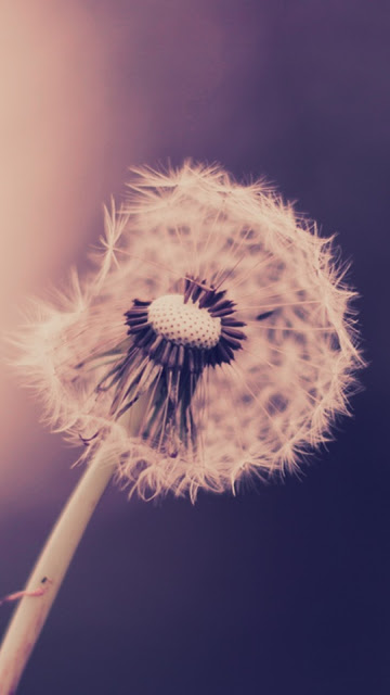 Beautiful dandelion flower wallpaper for phones Picture 10
