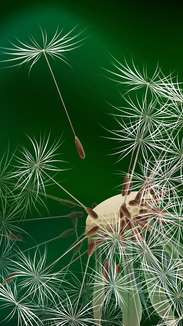 Beautiful dandelion flower wallpaper for phones Picture 11