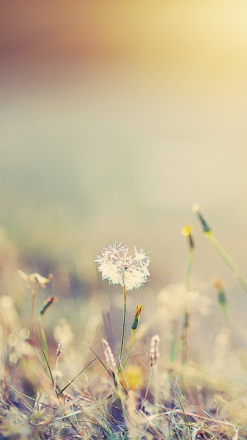 Beautiful dandelion flower wallpaper for phones Picture 14