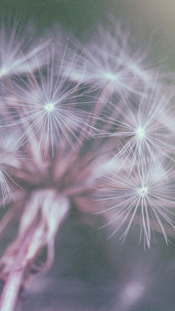 Beautiful dandelion flower wallpaper for phones Picture 16