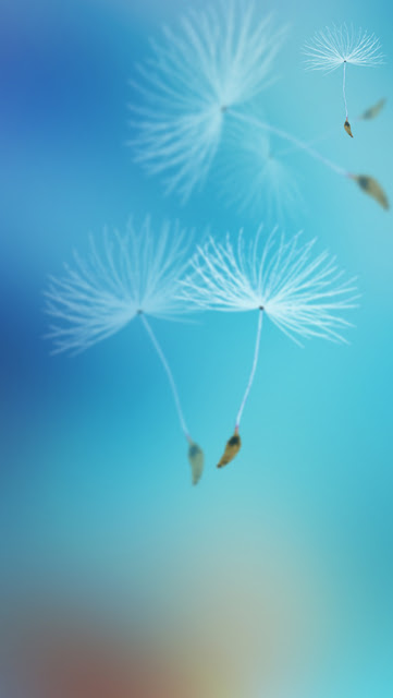 Beautiful dandelion flower wallpaper for phones Picture 18