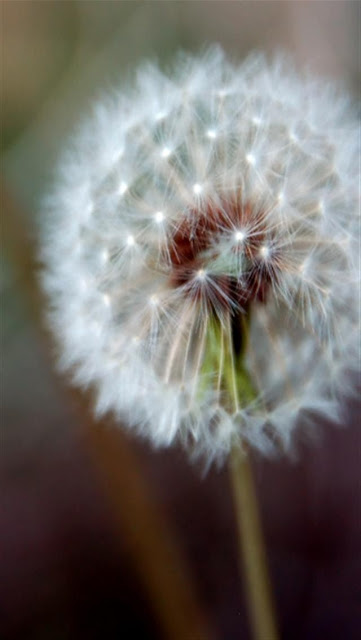Beautiful dandelion flower wallpaper for phones Picture 19