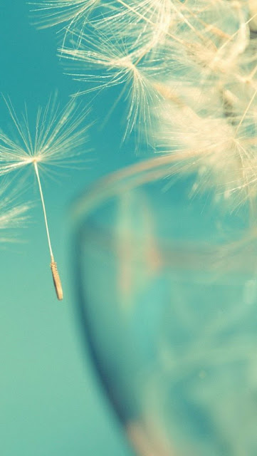 Beautiful dandelion flower wallpaper for phones Picture 22
