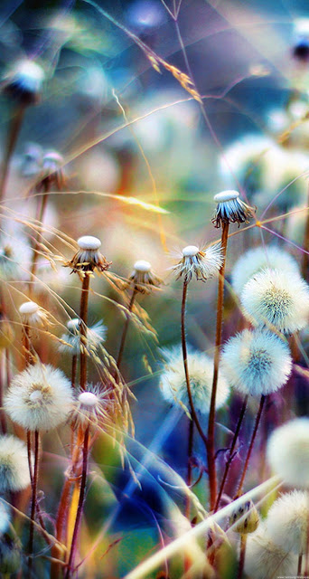Beautiful dandelion flower wallpaper for phones Picture 5
