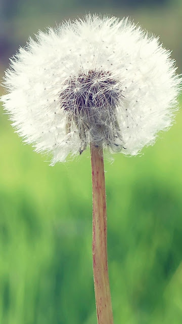 Beautiful dandelion flower wallpaper for phones Picture 7