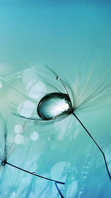 Beautiful dandelion flower wallpaper for phones Picture 8