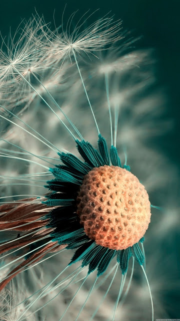 Beautiful dandelion flower wallpaper for phones Picture 9
