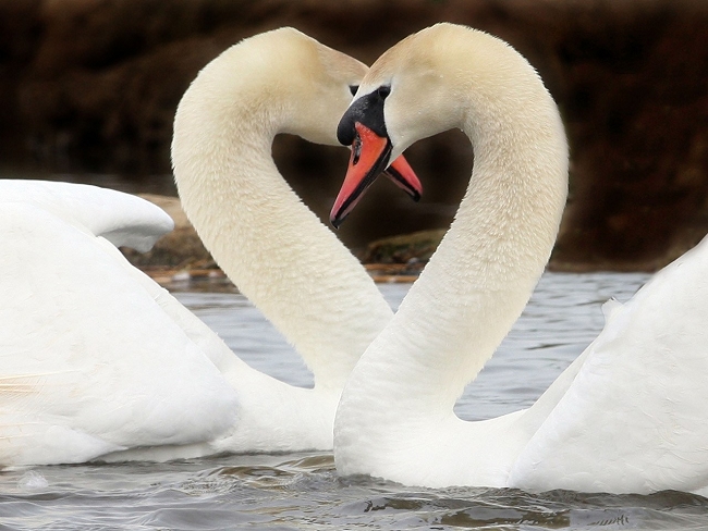 Beautiful FB avatar, aggregated and beautiful FB avatar Picture 31