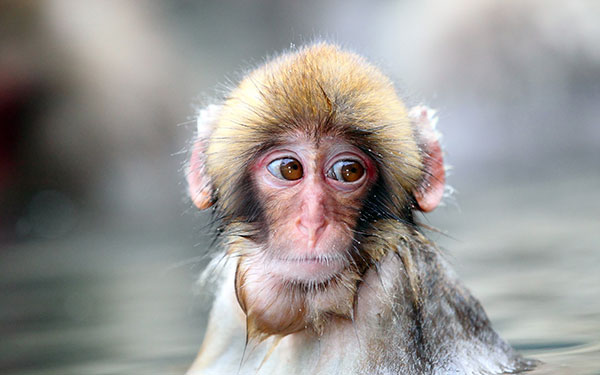 Beautiful, lovely monkey monkey wallpaper for computer Picture 11