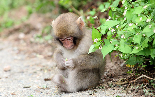 Beautiful, lovely monkey monkey wallpaper for computer Picture 15