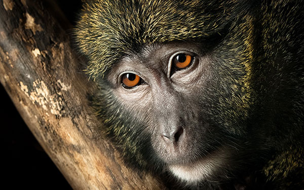 Beautiful, lovely monkey monkey wallpaper for computer Picture 20