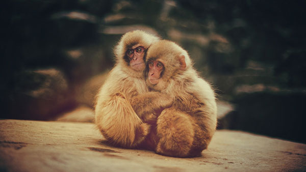 Beautiful, lovely monkey monkey wallpaper for computer Picture 27