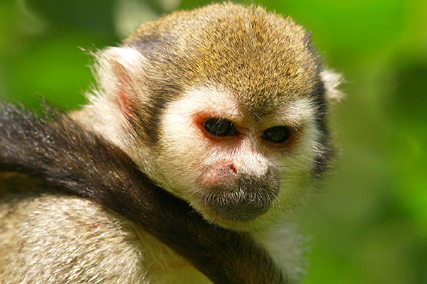 Beautiful, lovely monkey monkey wallpaper for computer Picture 39