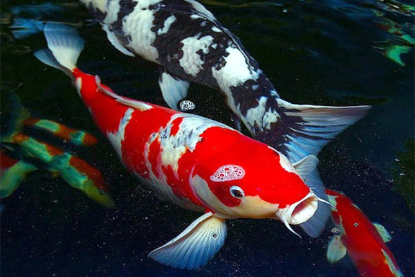 Beautiful ornamental fishes, easy to raise Picture 3