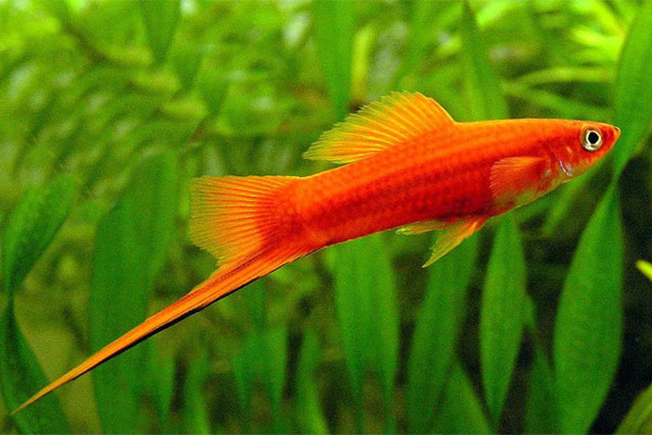 Beautiful ornamental fishes, easy to raise Picture 4