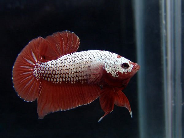 Beautiful ornamental fishes, easy to raise Picture 5