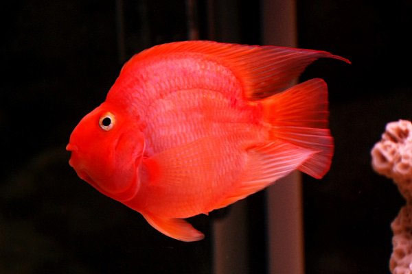 Beautiful ornamental fishes, easy to raise Picture 6