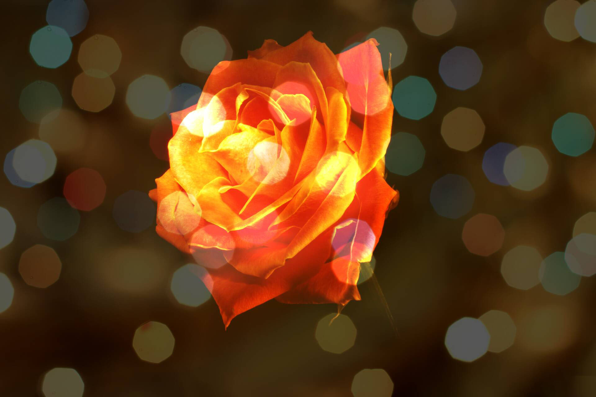 Beautiful rose background Picture 11