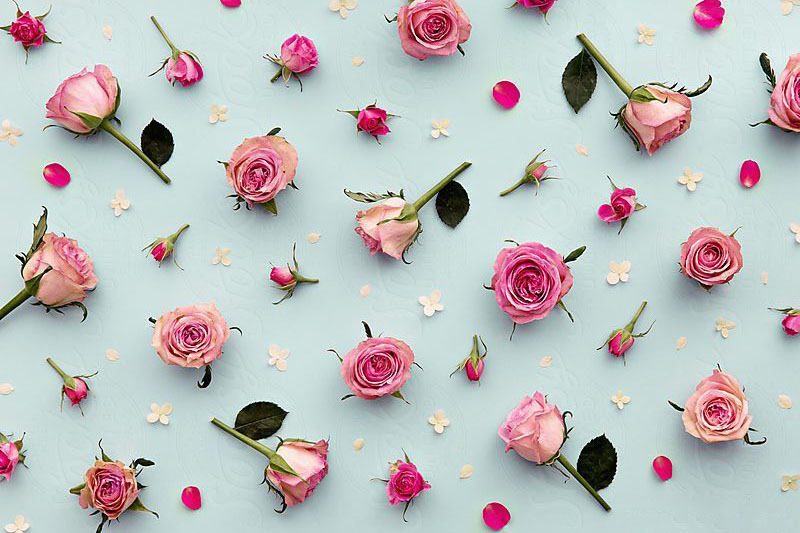 Beautiful rose background Picture 15