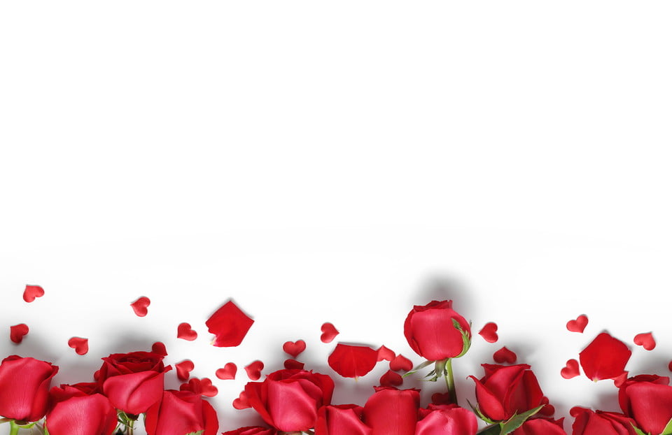 Beautiful rose background Picture 17