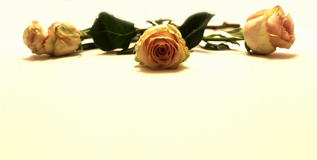 Beautiful rose background Picture 25