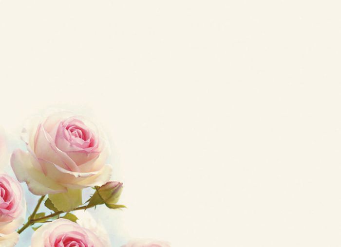 Beautiful rose background Picture 29