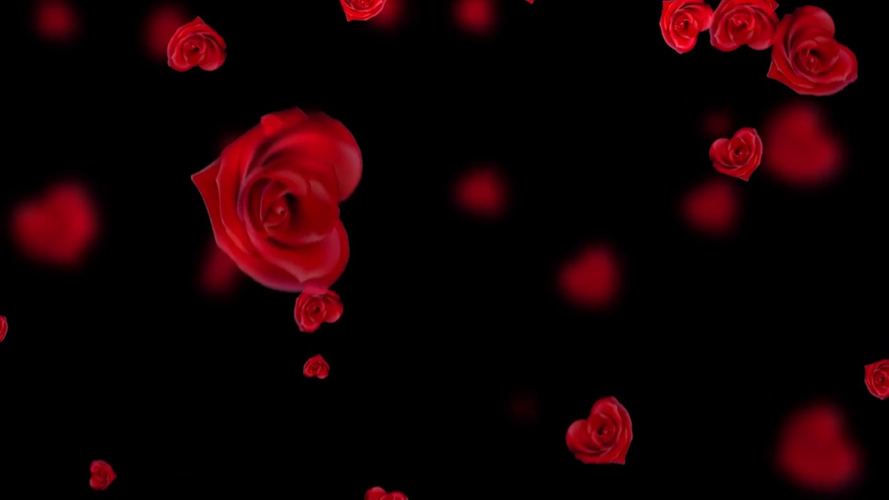Beautiful rose background Picture 38