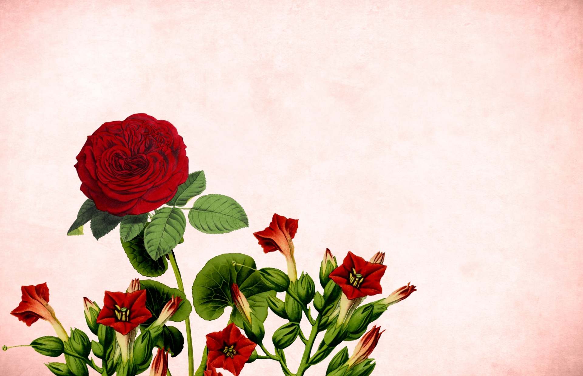 Beautiful rose background Picture 41