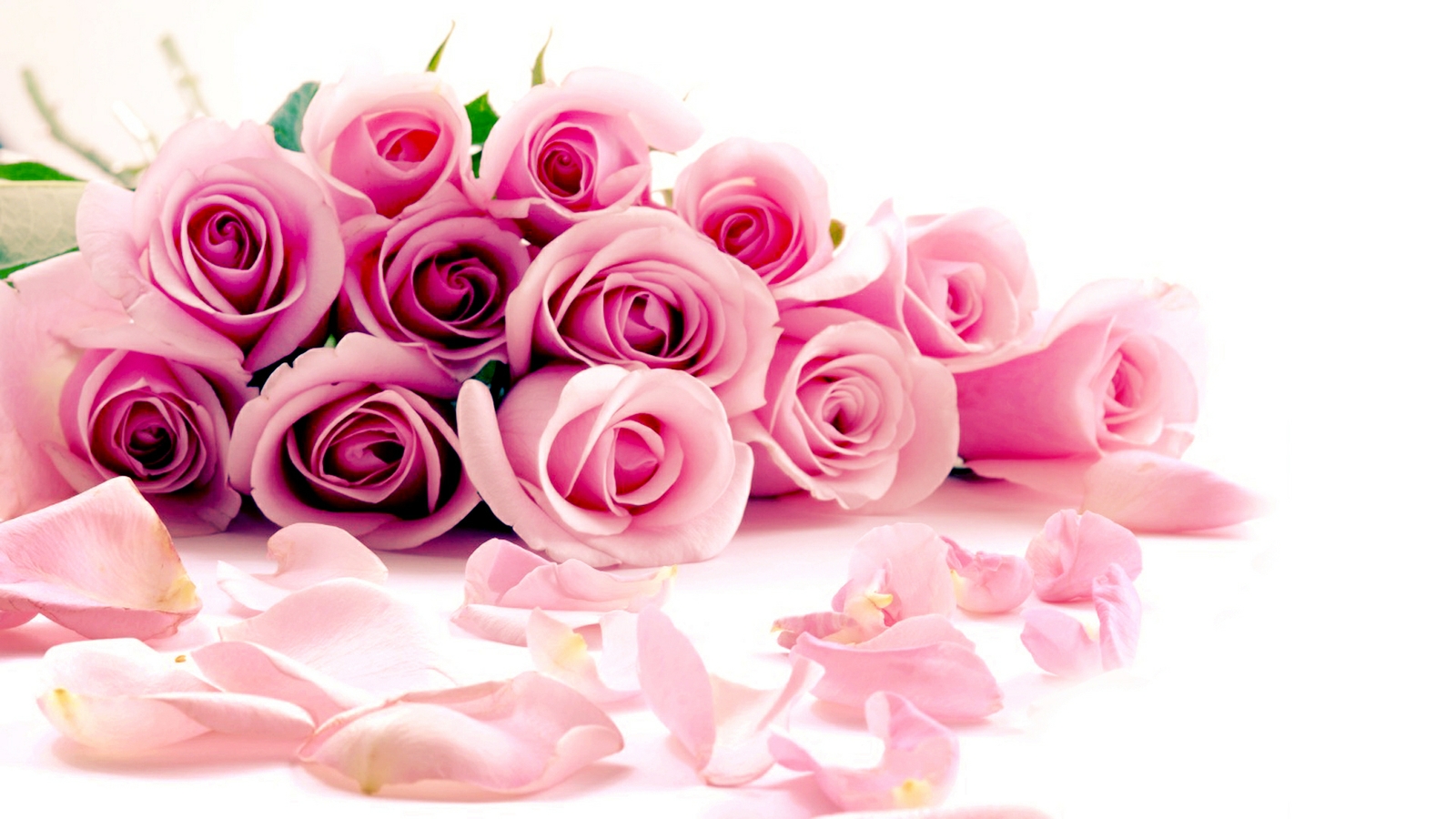 Beautiful rose background Picture 42