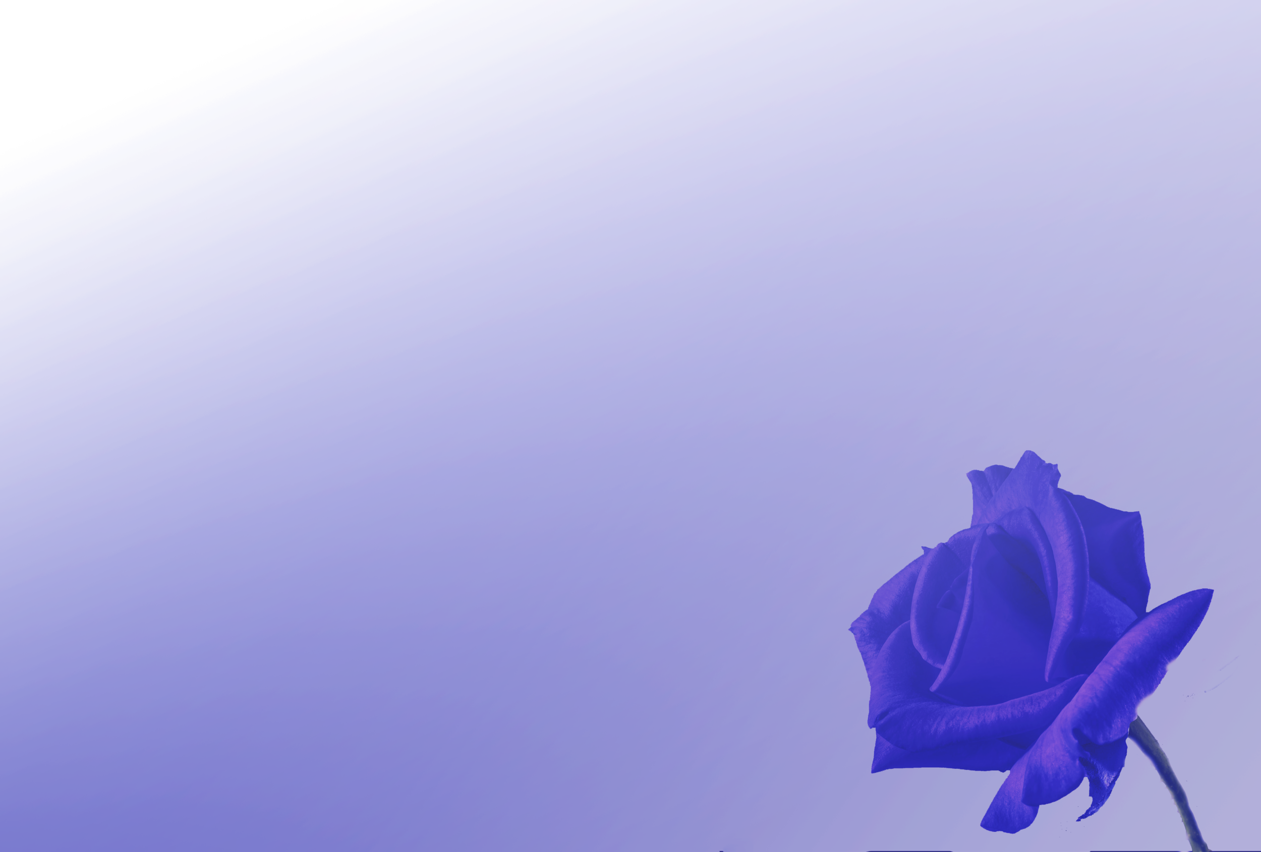 Beautiful rose background Picture 43