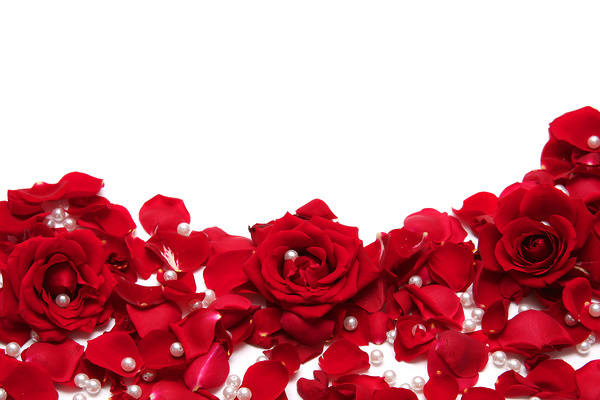 Beautiful rose background Picture 46