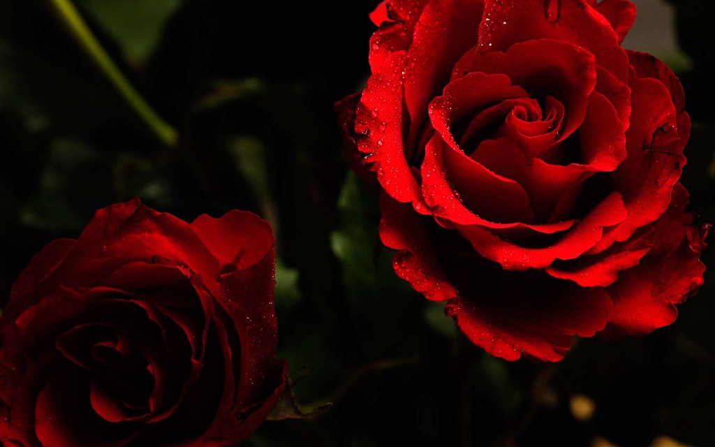 Beautiful rose background Picture 47