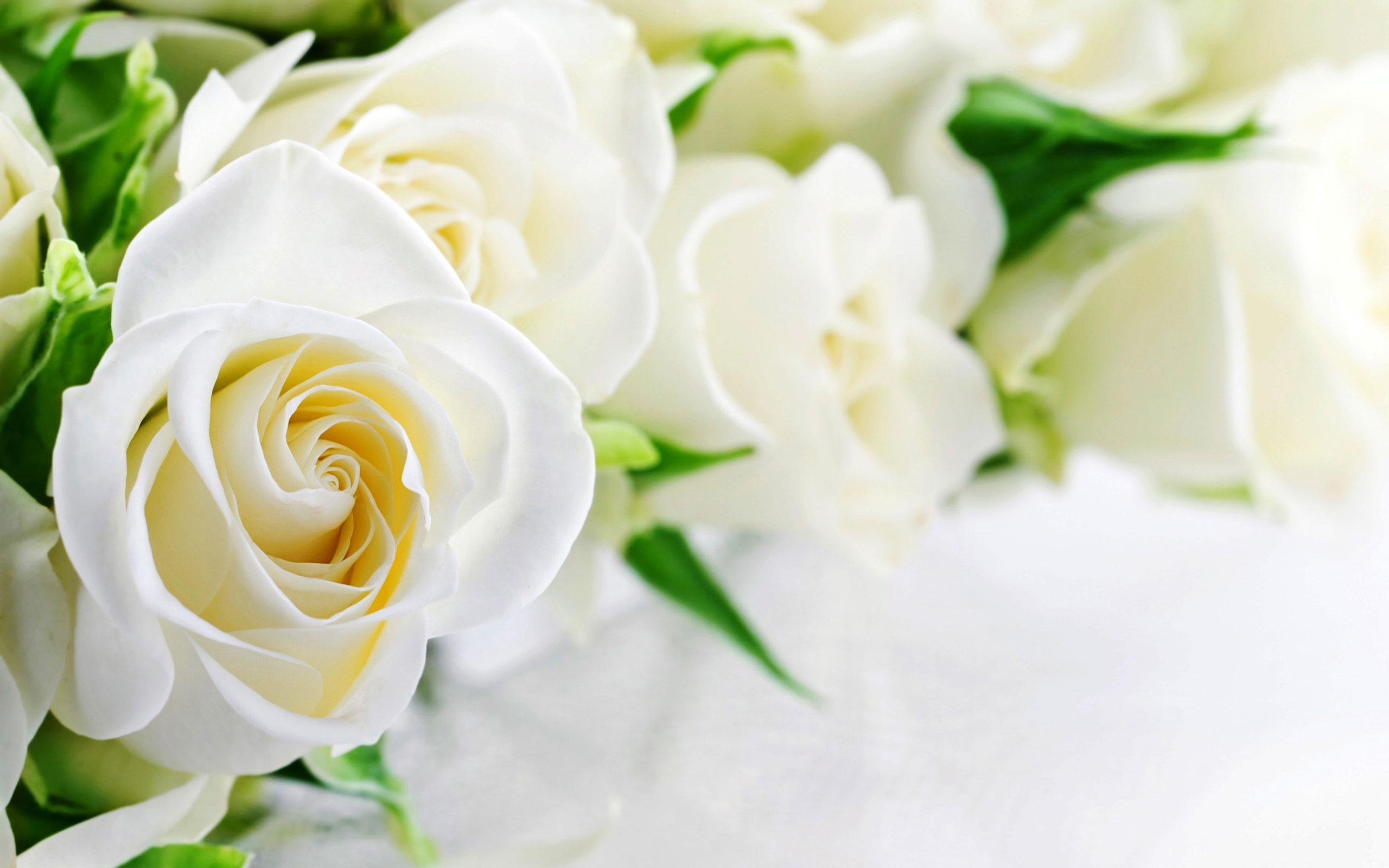 Beautiful rose background Picture 50