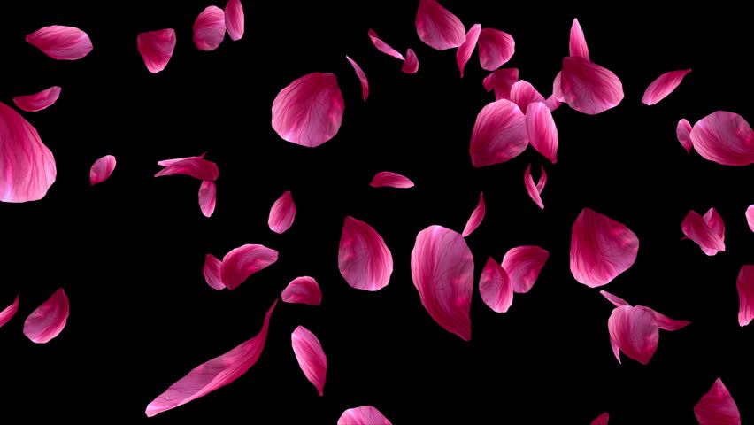 Beautiful rose background Picture 6