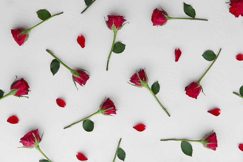 Beautiful rose background Picture 7