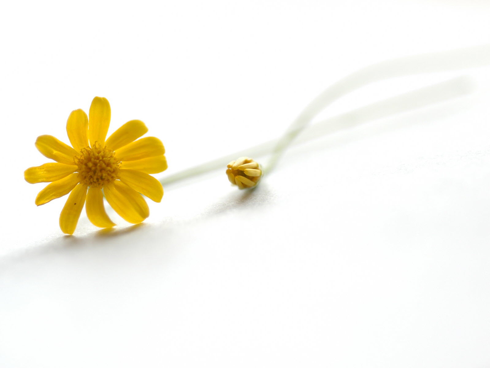 Beautiful white powerpoint wallpapers Picture 95