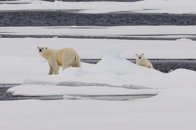 Because of the Covid-19 epidemic, more than 100 scientists were trapped on icebreakers between the Arctic Ocean Picture 3