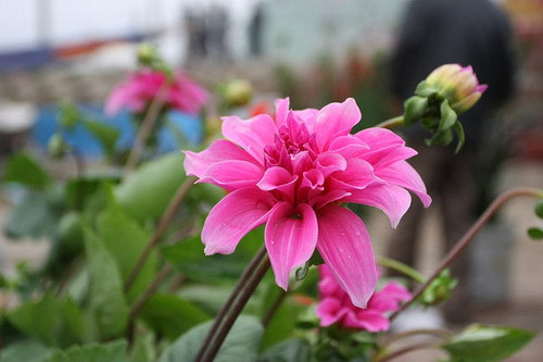 Beeping, stopping flowers blooming right on Tet Picture 3