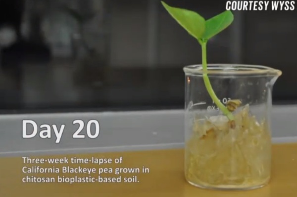 Bioplastic biodegradable in natural environment made from shrimp shells Picture 2