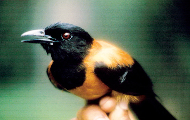 Birds have poison, can kill people just by touching the feathers Picture 1