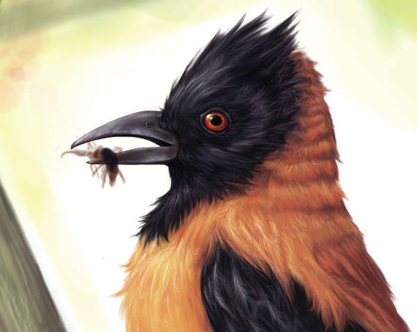 Birds have poison, can kill people just by touching the feathers Picture 3