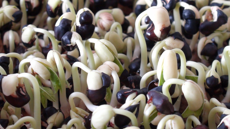 Black Bean Sprouts Do Anything Instructions On How To Make Black Bean Sprouts At Home Is Easiest