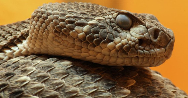 Black face the enemy, the poisonous snake Viper North America must die in a flash Picture 1