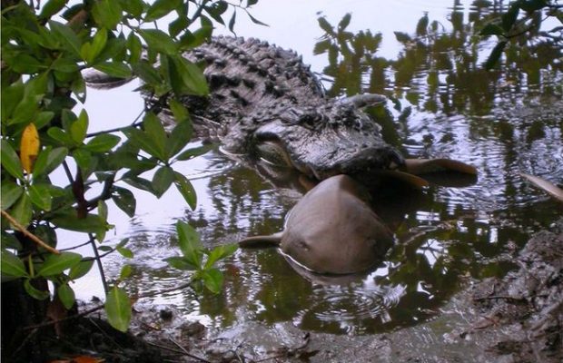 'Bored' prey in fresh water, crocodiles attack and eat shark meat Picture 1