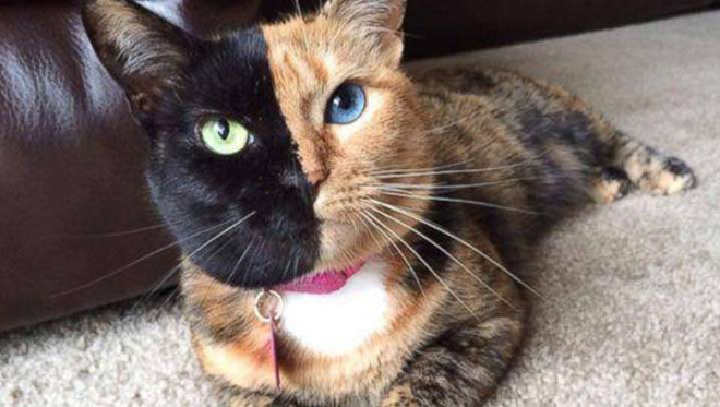 Born but still not your father - one of the most bizarre phenomena in the world Picture 5