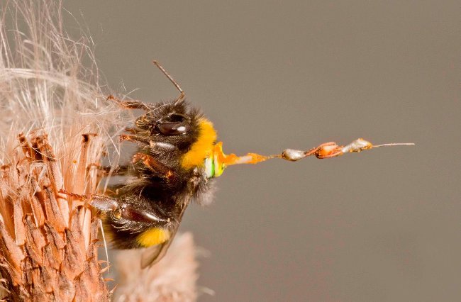British scientist uses radar to track bee's lifelong route Picture 1